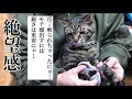 猫の楽しい時間は　絶望に変わる【唐草猫ムタさん】