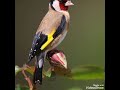 Un chant extraordinaire de chardonneret sauvage si tu veux vraiment coler un jeune  