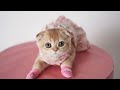 Scottish Fold
