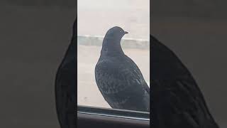 Çatı Katına Davet Eden Kuş Canlara Müteşekkirim Ki Anlat Ben Onlara Onlar Da Bana...