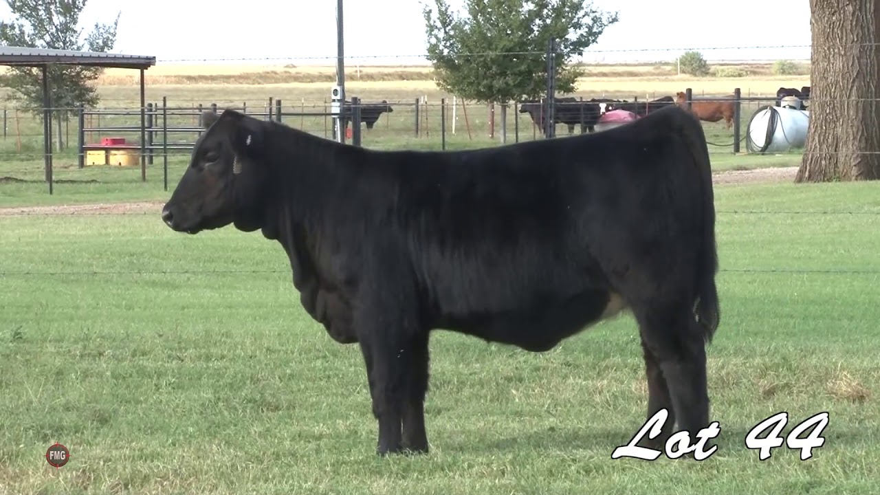 Lot 44 YouTube