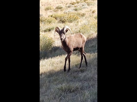 Wild Bighorn Sheep Seen In Wyoming