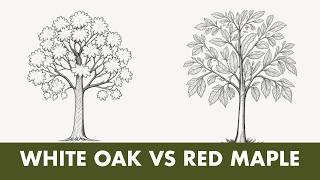 Hardwood Tree Species compared: White Oak and Red Maple