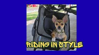Lets go E-Biking with Puppy