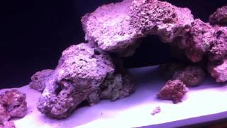75 gal DIY tank project Update 2