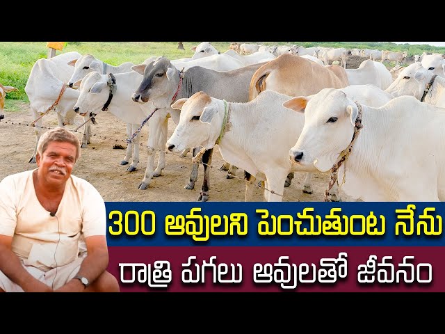 300 ఆవులని పెంచుతుంట నేను || Cow Forming Village || ఎక్కువ పాలిచ్చే ఆవు || పాల పళ్ళ దూడలు || Old Man class=