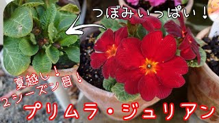 つぼみいっぱい 夏越ししたプリムラ ジュリアン Youtube