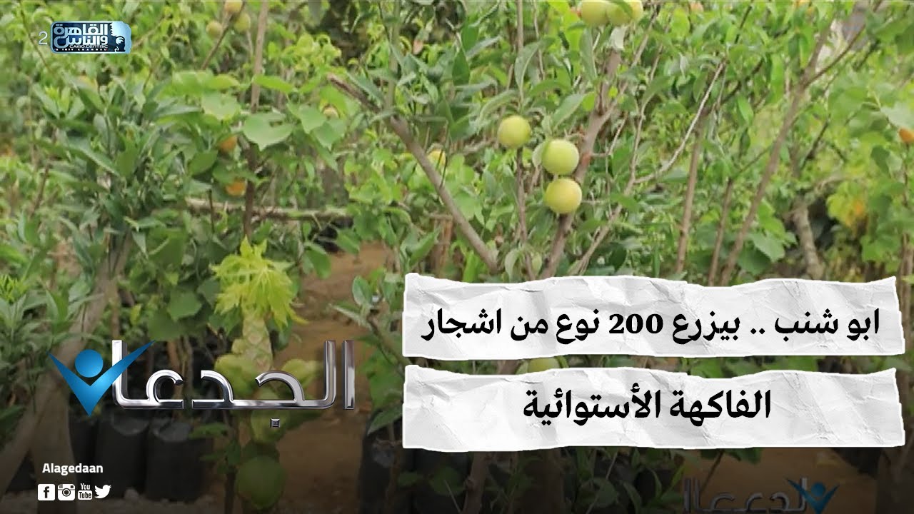 ابو شنب .. بيزرع ٢٠٠ نوع من اشجار الفاكهة الأستوائية
