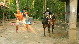 कुत्ते के काटने से गाय हुई पागल,दहशत से पूरे गांव में कर्फ्यू का सिचुएशन,देखें।Mental Cow rescued