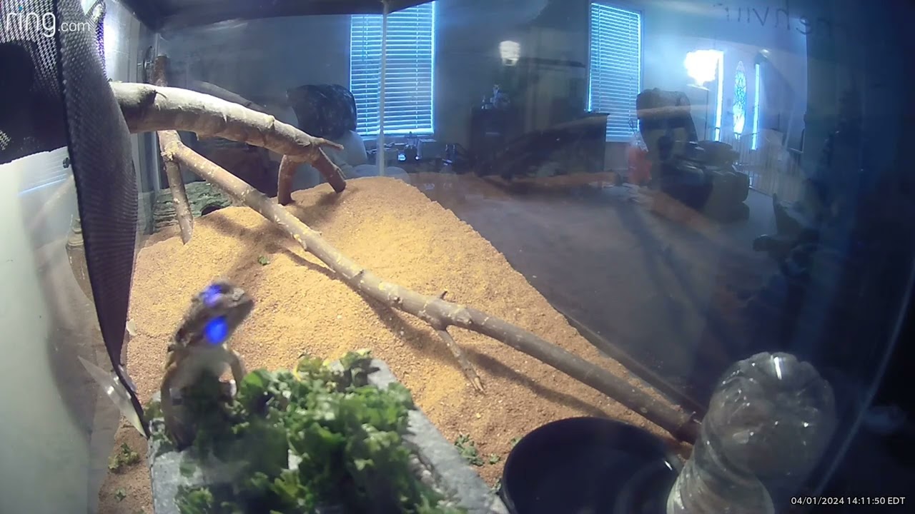 Durnehviir the Bearded Dragon glass surfing(5)