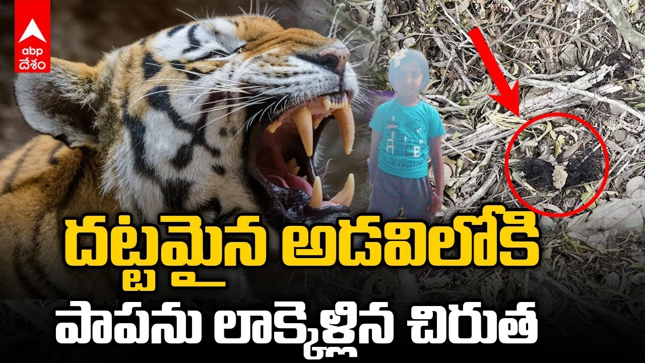 Tiger Attack On Girl In Tirumala: మెట్ల మార్గం నుంచి దట్టమైన అడవిలోకి... అసలేం జరిగింది..? | DNN