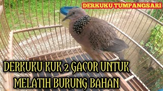 Derkuku Tumpangsari Kuk 2 Gacor Untuk Masteran