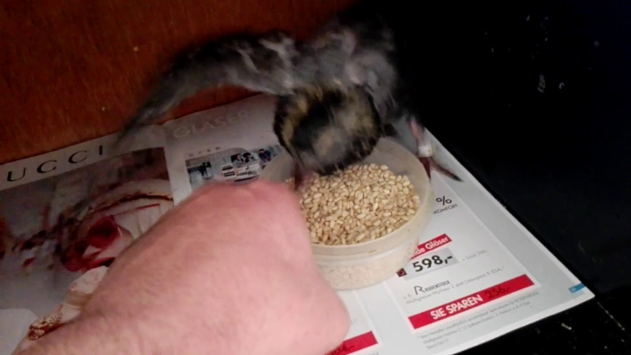 How to teach a young Pigeon to eat seed on its own
