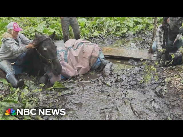 Dozens rush to Connecticut farm to help horses stuck in mud