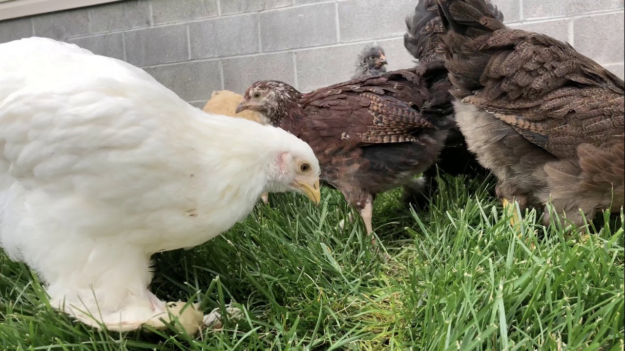 Hanging with the hens