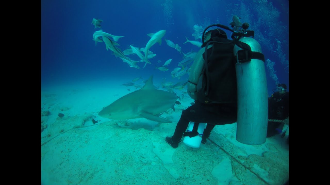 Bull Shark in Mexico (Cancun, Playa del Carmen) Scuba Diving - YouTube