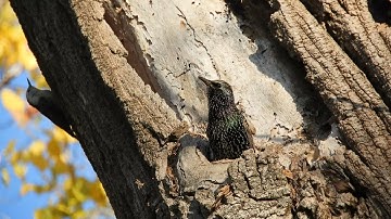 Oblivious Starling