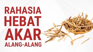 Imperata Root A Magical Herb  Here Are 10 Amazing Benefits U0026 How To Process It