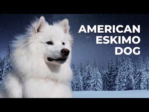 Video: Amerikos eskimo