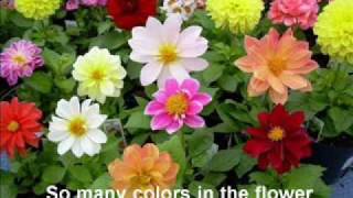 Flowers Are Red