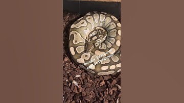 Waiting for Some Eggs from this Butter Ball Python #shorts #shortsfeed #shortvideo #fyp #fypシ