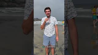 Sharks of La Jolla!