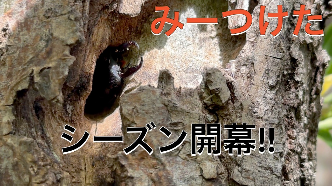 Stag Beetle Hunting] Mid-May 2026: Season Finally Opens at the