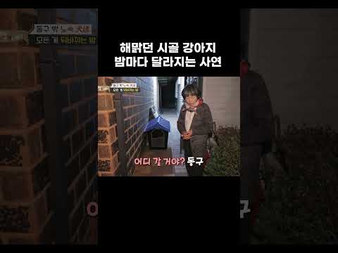 밤마다 고집 세지는 시골 개 #shorts