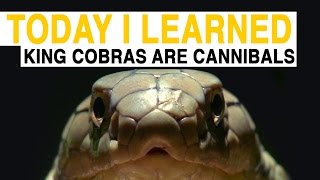 TIL: King Cobras Are Cannibals | Today I Learned