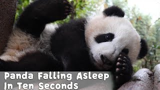 Panda Falling Asleep In Ten Seconds Ipanda