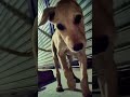 puppy scair with his own shado
