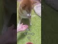 【待つ柴犬】真剣な表情でご飯を待てする柴犬が愛おしすぎた#sibainu #柴犬#モコモコのもこ