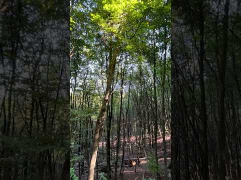 أ ن ا لا أ ق ر ع ل ى ال ق ب يح م ه اب ة محمود سامي البارودي