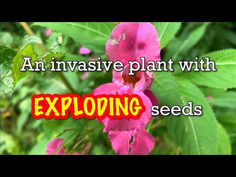 An invasive plant with EXPLODING💥 seeds.