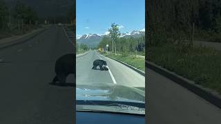 Mama Bear Throws Cub Across Busy Road  #shorts  #shortsfeed  #animals