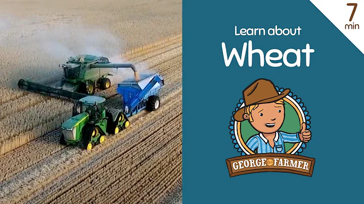 Learn about wheat with George the Farmer