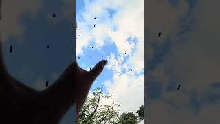 Best Seats at Sphere Las Vegas 🍎 Section 300 Tip (Wizard of Oz Moment) | #Shorts 🍎✨#wizardofoz ￼