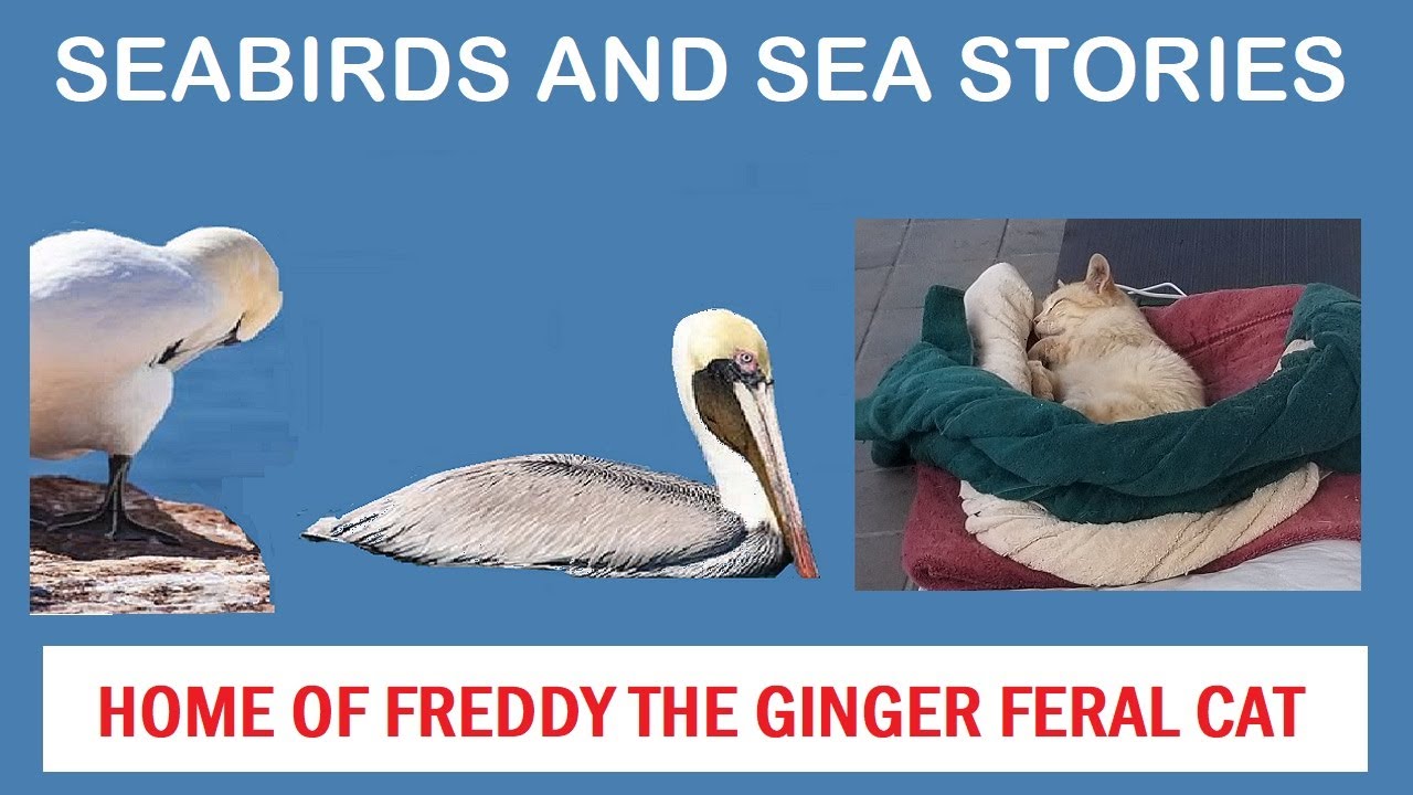 Freddy the feral to friendly cat welcomes you to my animal lovers channel.