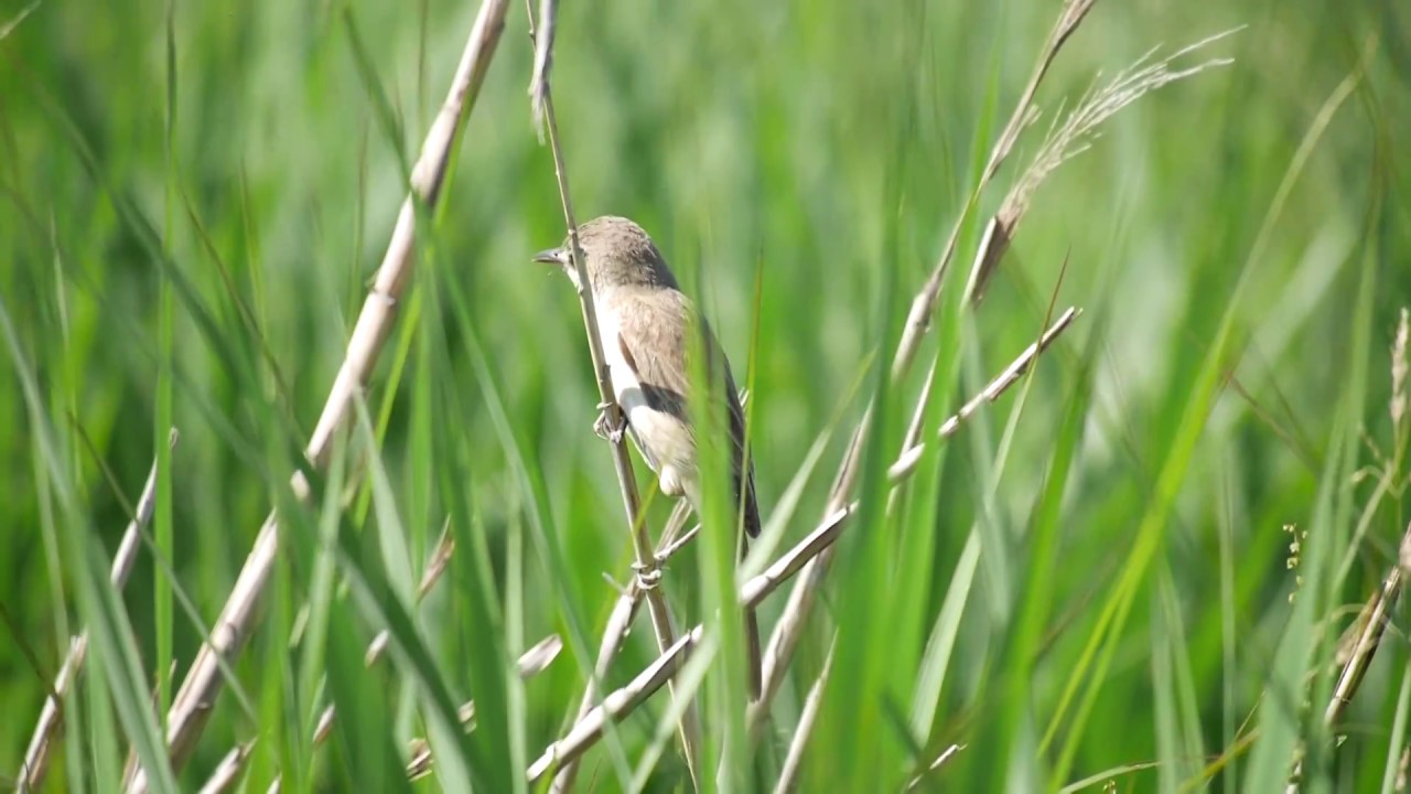 ヨシキリのさえずり Youtube