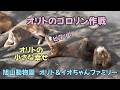 旭山動物園 オリトのゴロリン作戦 小さな幸せ Orito’s Little Happiness【English Subtitles】 Orito & Io family
