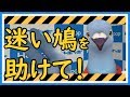 【羽鳥ぽぽぽ】迷い鳩についてのお願い！！【第060羽】