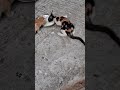 Kitten S Millk For Aavin Jayam Channel 