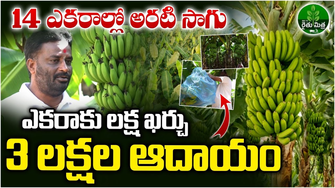 Banana Cultivation in 14 Acres | G9 Banana Variety | Banana Farming in Telugu | BIG TV Rythu Mithra