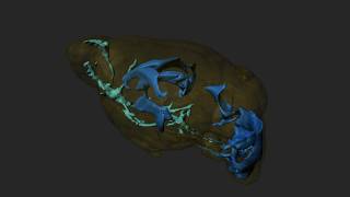 Mouse brain 3D volumetry with 9.4T preclinical MRI