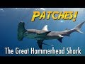 Friendly Hammerhead Shark! (World's most beautiful shark?)