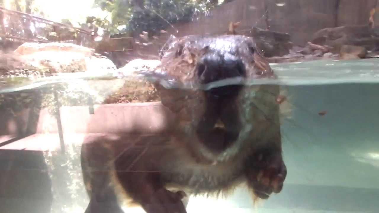 American beaver sink, and float.もぐって浮かんでアメリカビーバー。 YouTube