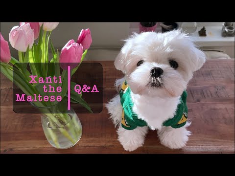 ALL YOU NEED (AND WANT) TO KNOW ABOUT MALTESE DOGS (Q&A #3)