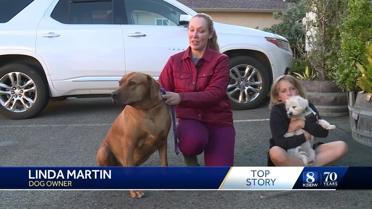 Two dogs reunited with their owner after being stolen from car in ...