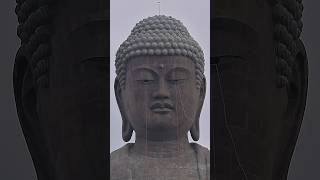 Download Lagu An amazing video captured(Part -II)... #shorts #ytshorts #buddha #buddhist #idol #viralshorts MP3