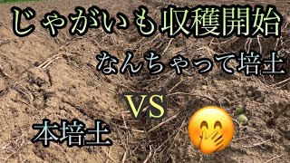 🥔オホーツクfarm産じゃがいも収穫開始🥔